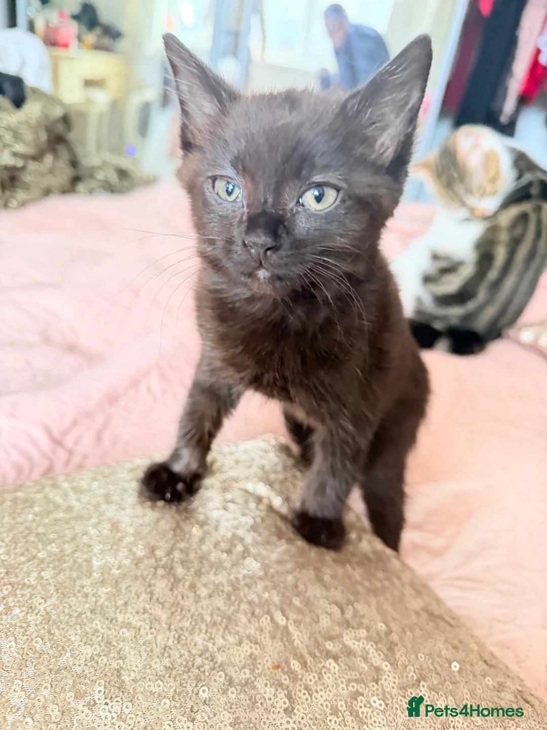 British Shorthair cats for sale: Purr-fect  **  Kittens Ready for new home - Advert 28