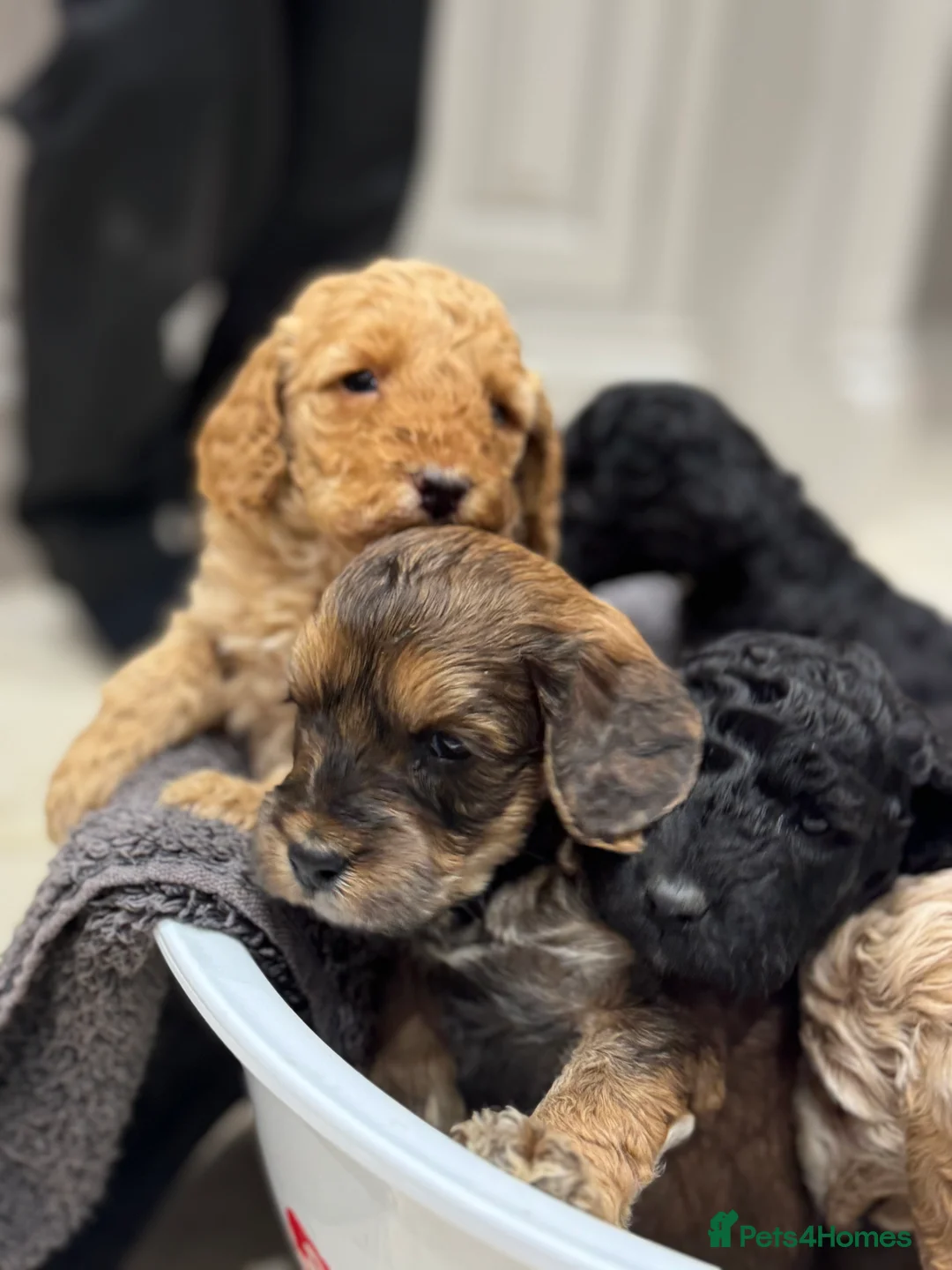 Cockapoo dogs for sale: Ready now!!Beautiful mini cockapoo puppy’s🩷🩵 - Advert 22