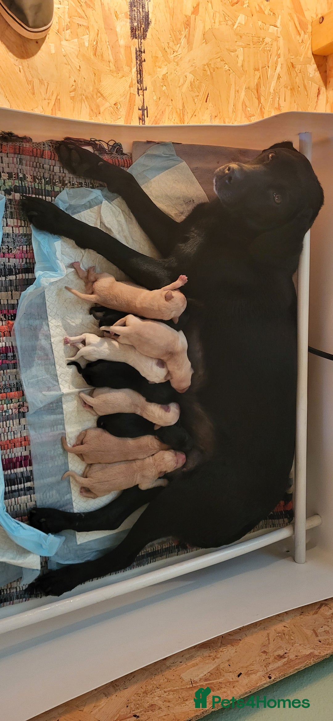 Labrador Retriever dogs for sale: Labrador Puppies - Image 5