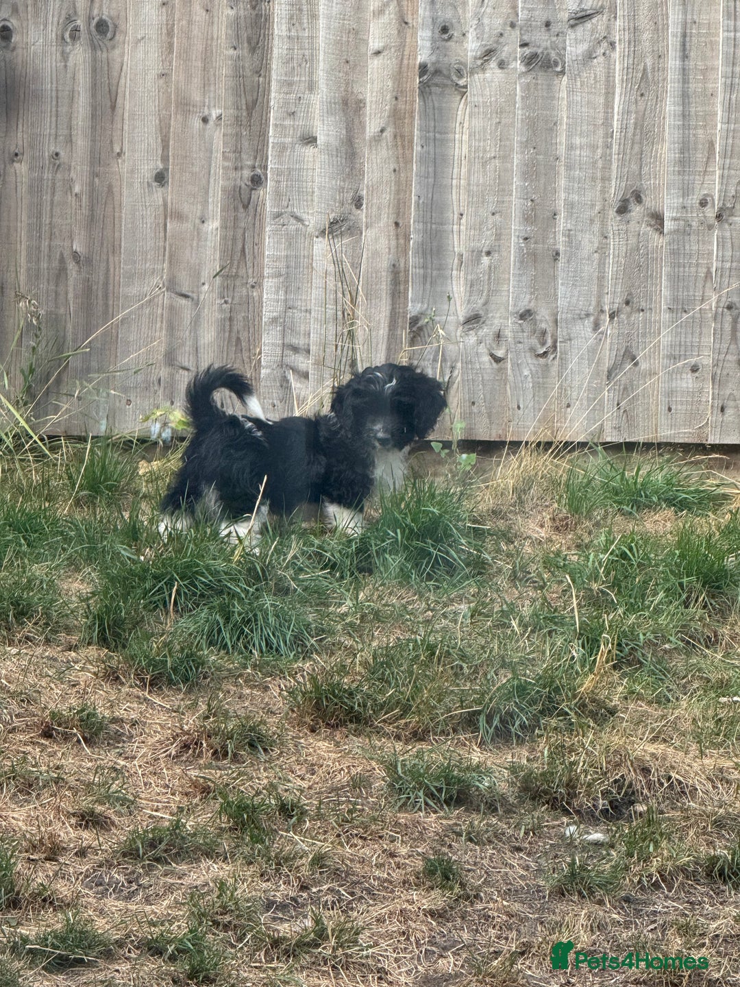 Shihpoo dogs for sale: 4 shihpoo males ready now in Telford - Image 30