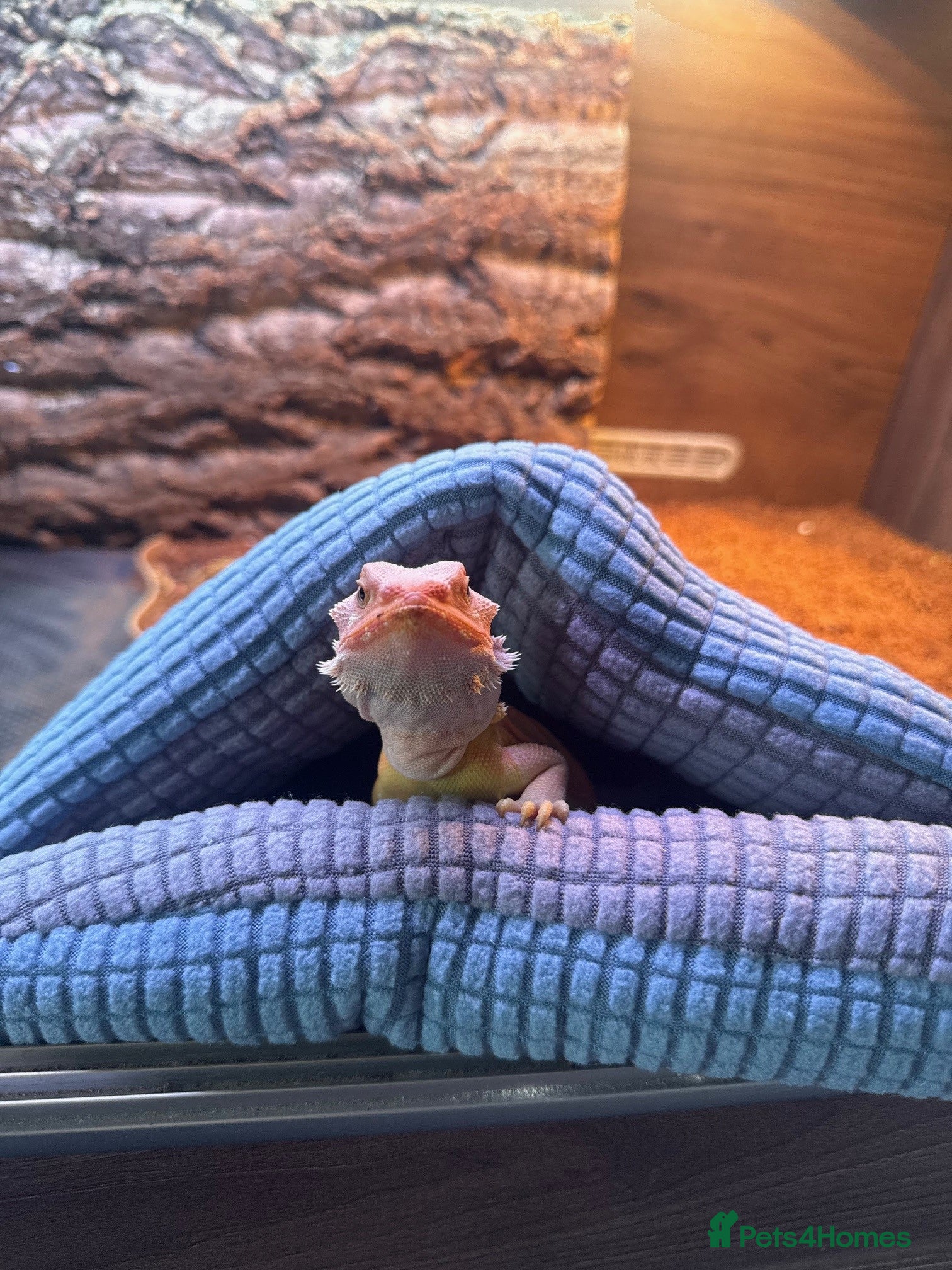 Bearded Dragon reptiles Bearded Dragon for sale - Advert 1