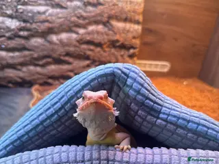 Bearded Dragon reptiles Bearded Dragon for sale - Advert 1
