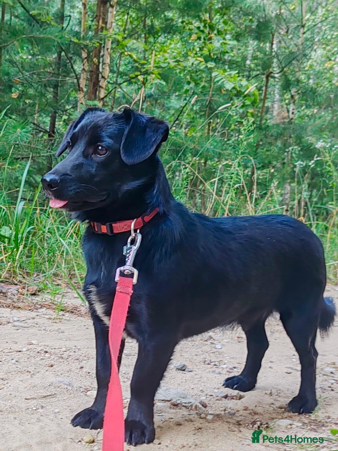 Labrador Retriever dogs for adoption: PATRICK – Labrador (male) - Advert 4