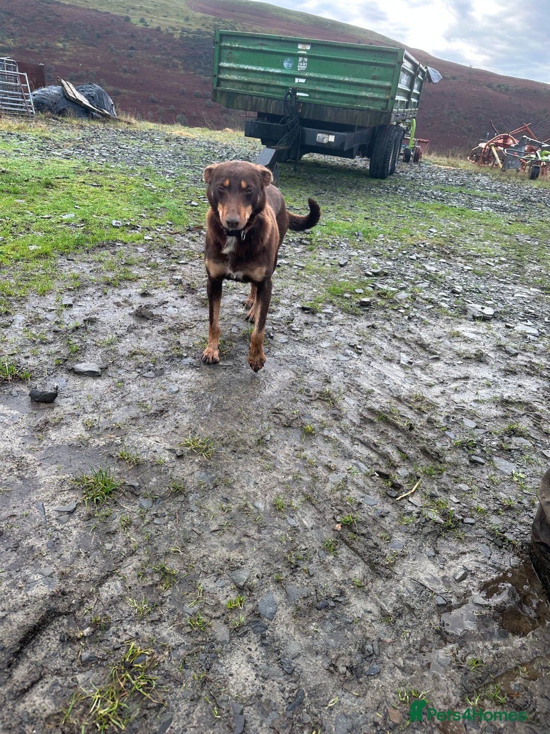 Mixed Breed dogs for sale: Kelpie x Collie puppies - Advert 14