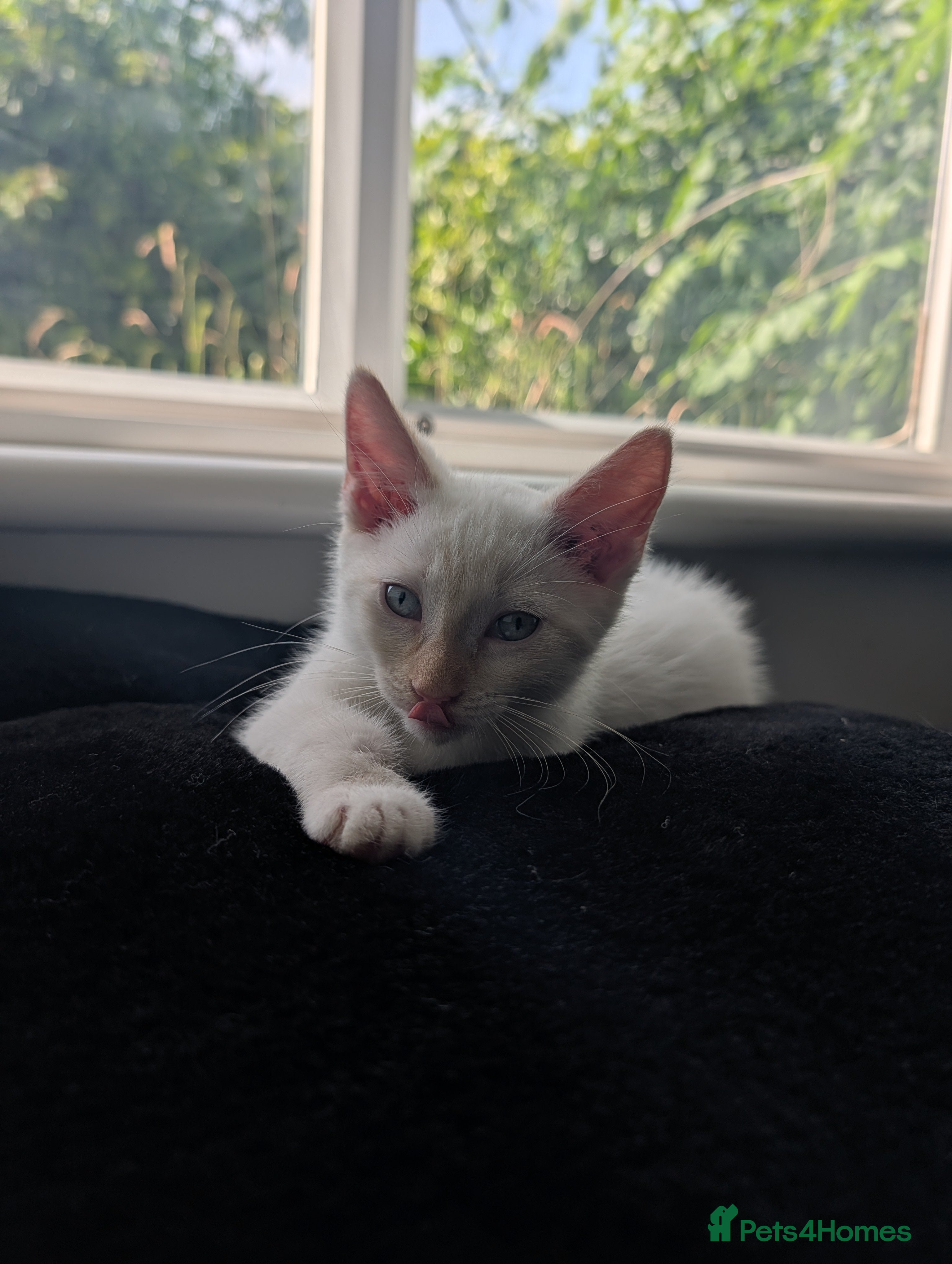 Ragdoll cats Bonded pair of males - Advert 1