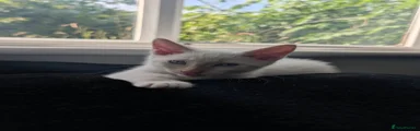 Billy- half ragdoll