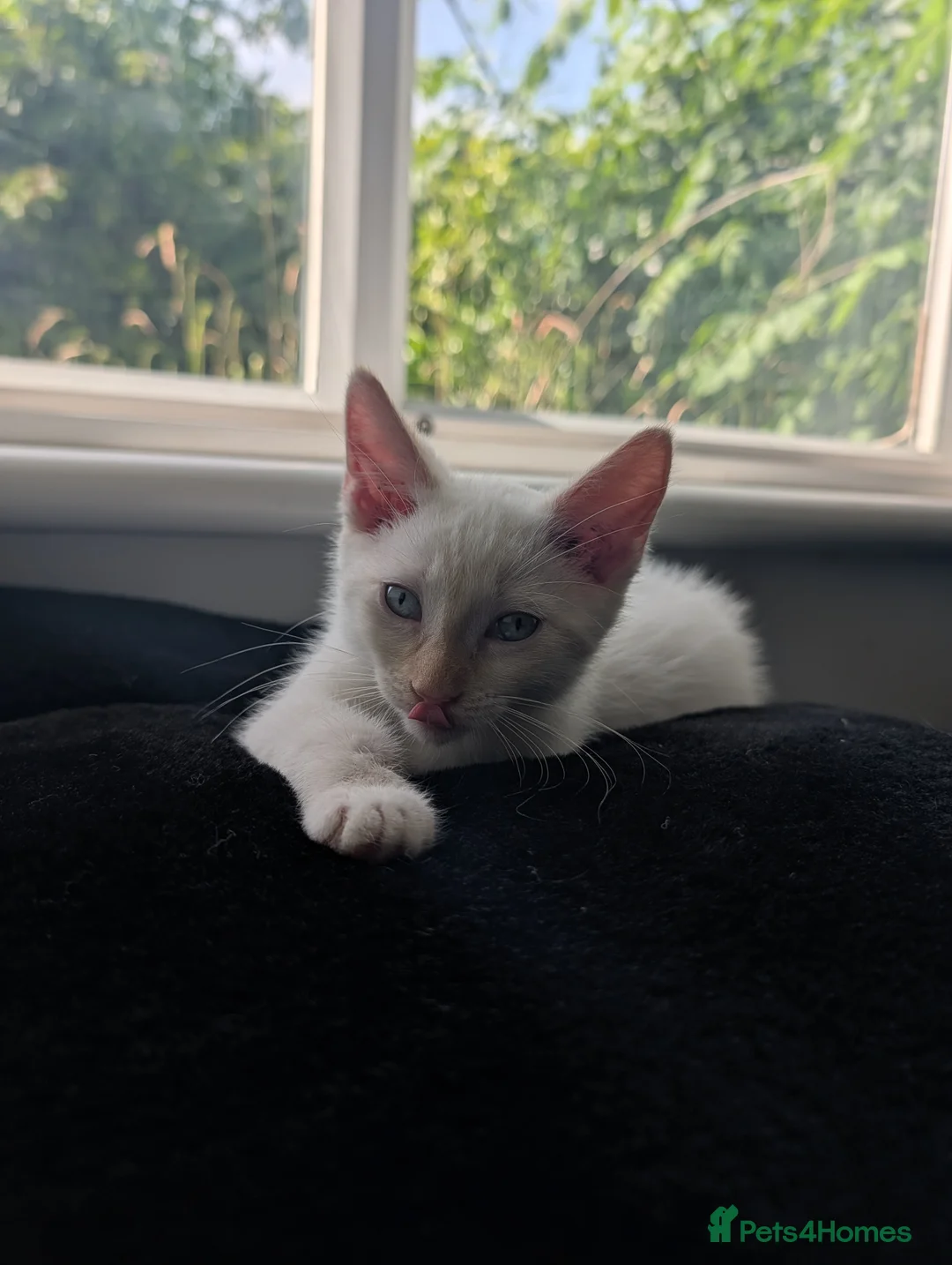 Ragdoll cats for sale: Bonded pair of males - Advert 1