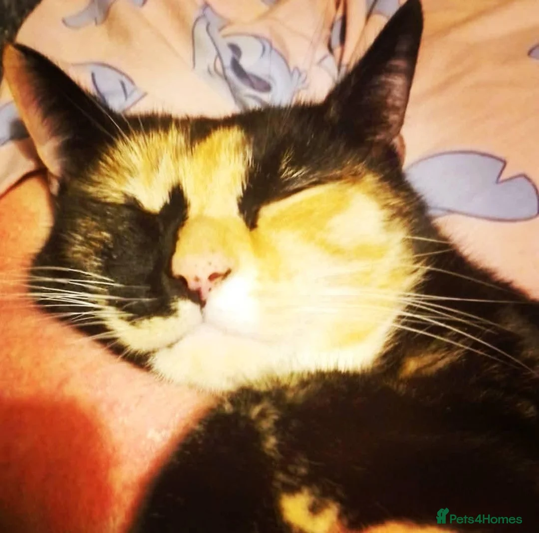 Mixed Breed cats for sale: Need to rehome due to family breakdown  - Advert 1