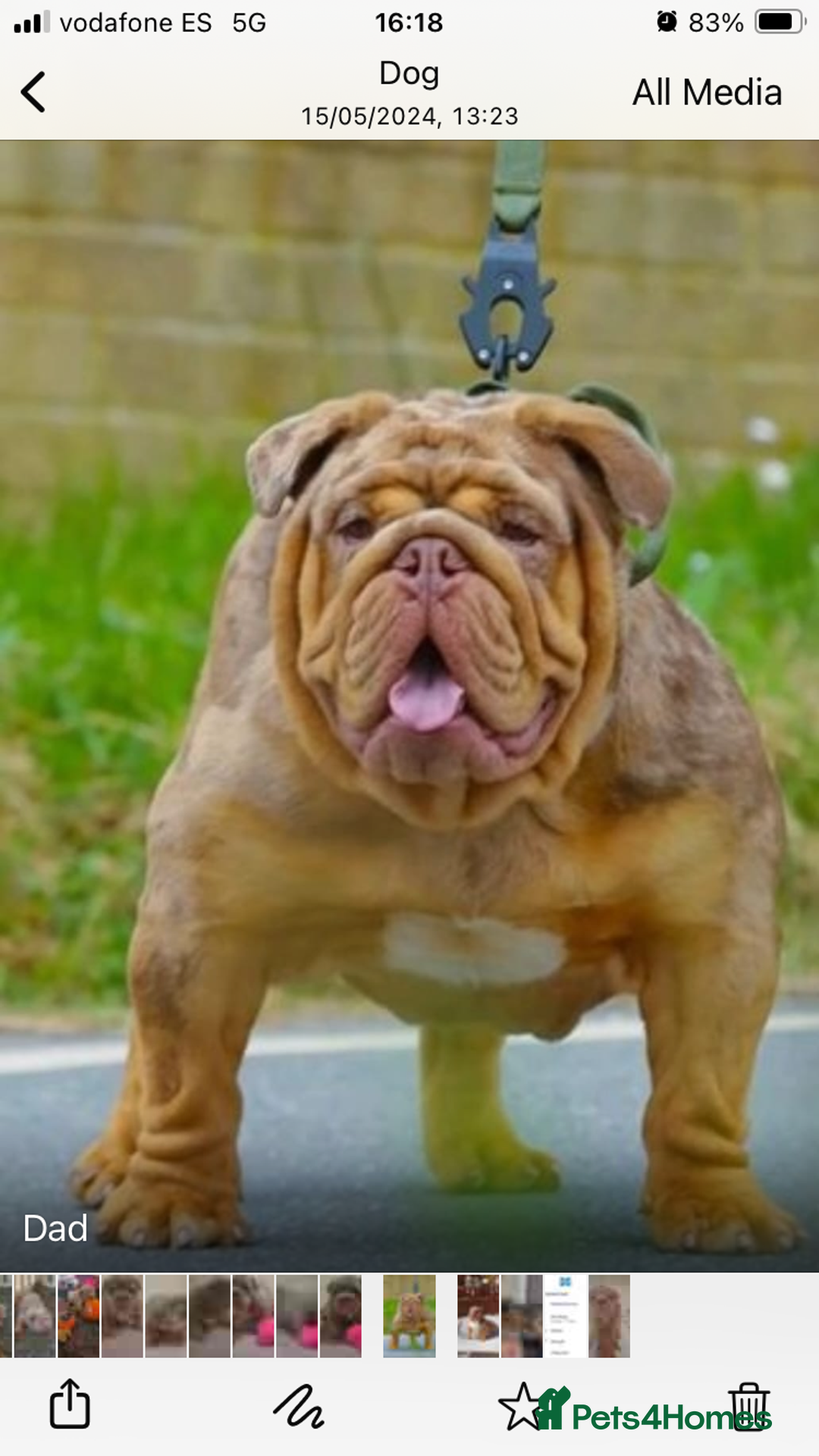 English Bulldog dogs for sale: Outstanding English bulldog  - Advert 9