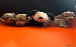 Miniature Dachshund dogs for sale: Mini dachshund puppies 6 weeks - Advert 32