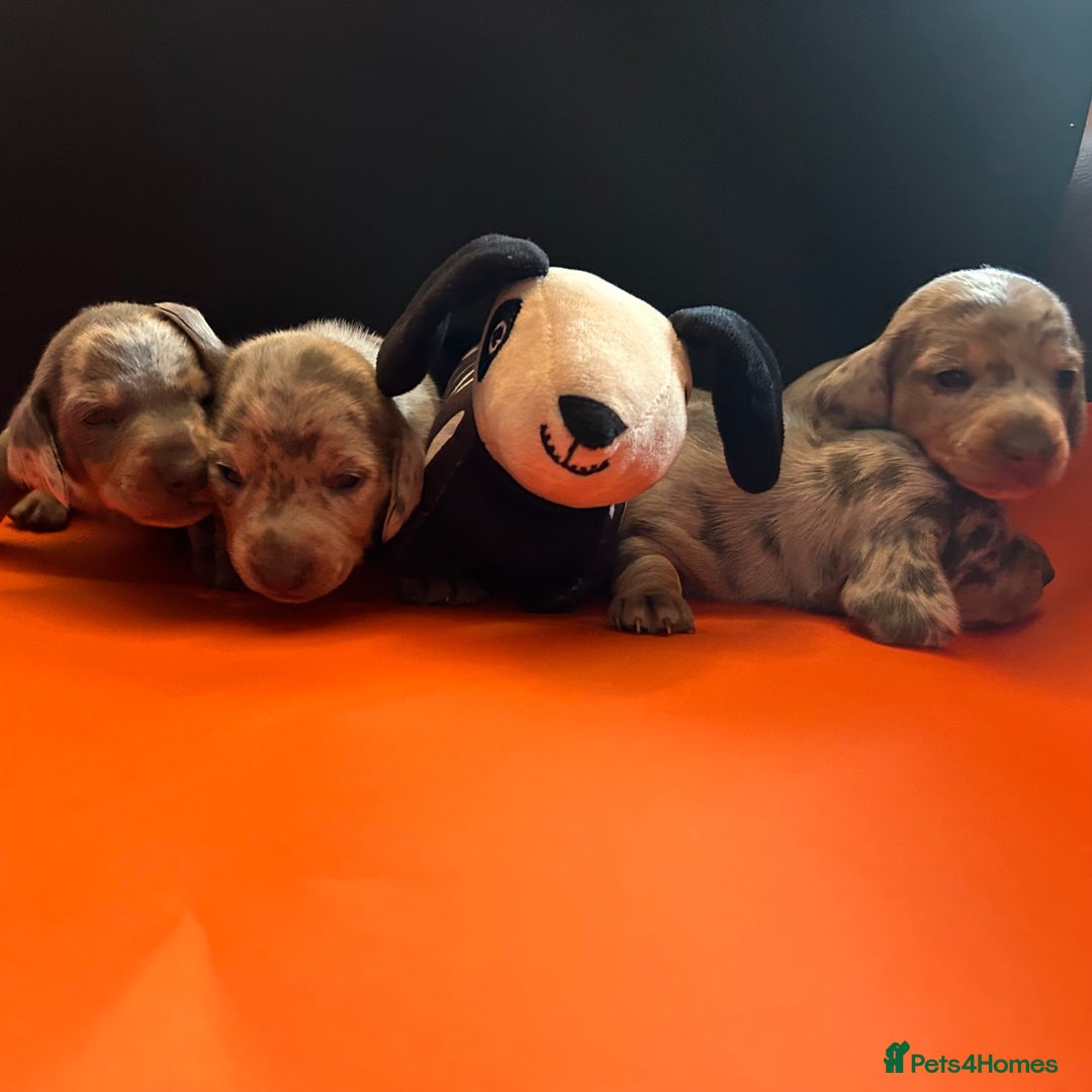 Miniature Dachshund dogs for sale: Mini dachshund puppies 6 weeks - Advert 32