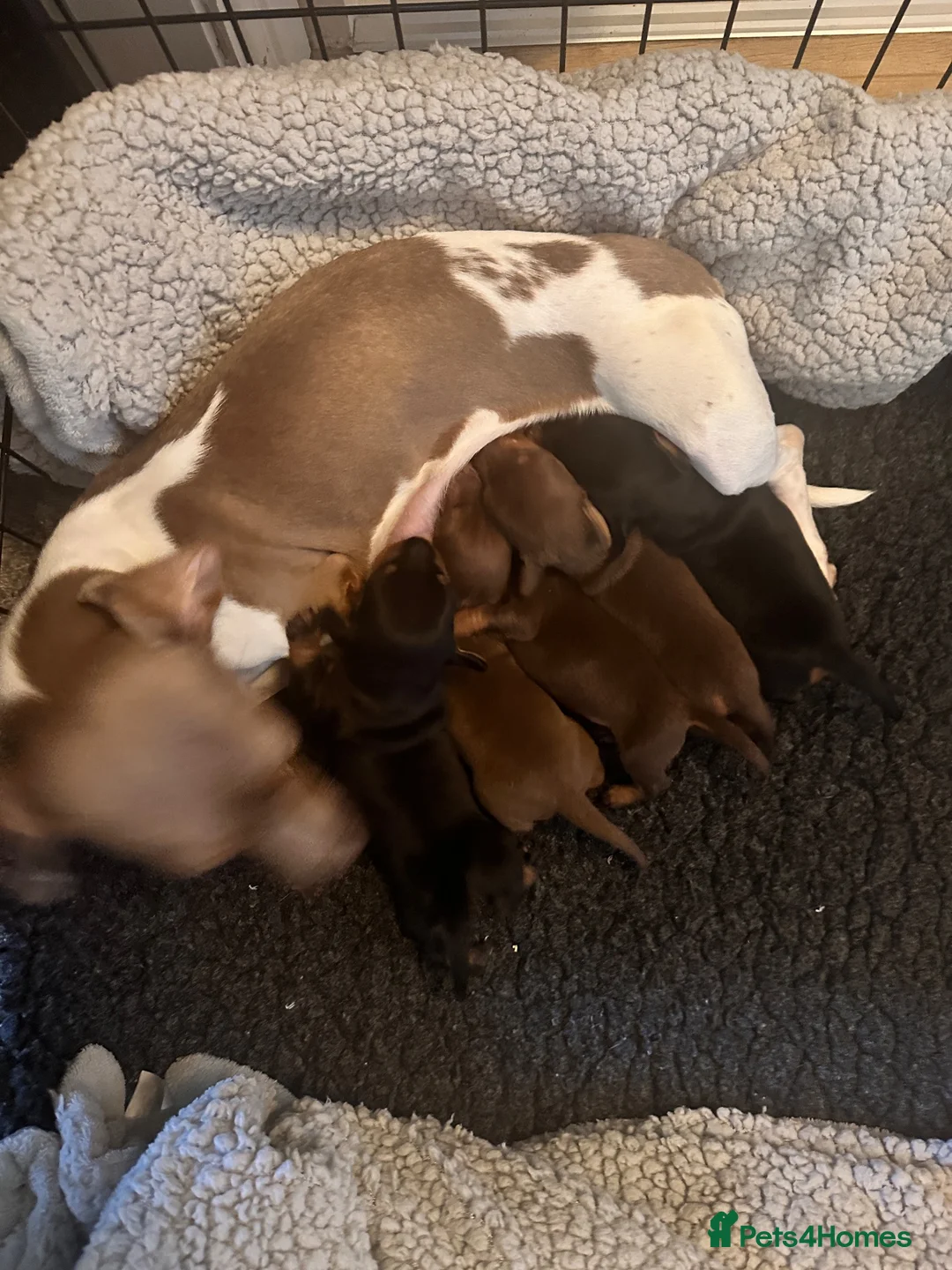 Miniature Dachshund dogs for sale: 🐾exceptional KC REGISTERED PRA clear  - Advert 11