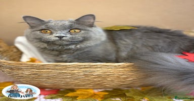 British Longhair cats - Advert 7