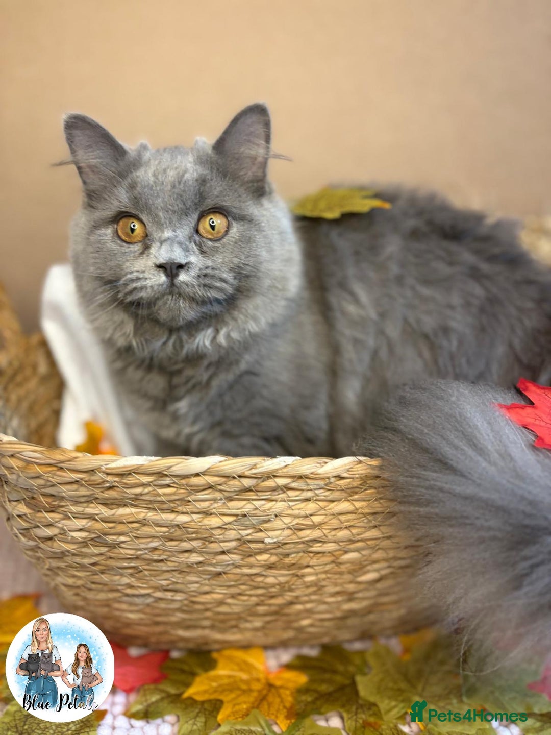 British Longhair cats for sale: British longhair girl reduced to help find home - Image 3