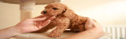 Cockapoo dogs for sale: Gorgeous Cockapoo For Sale  - Advert 8