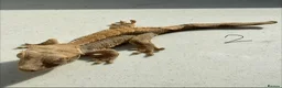 Gecko reptiles for sale:  Lilly white Crested gecko babies - Advert 7