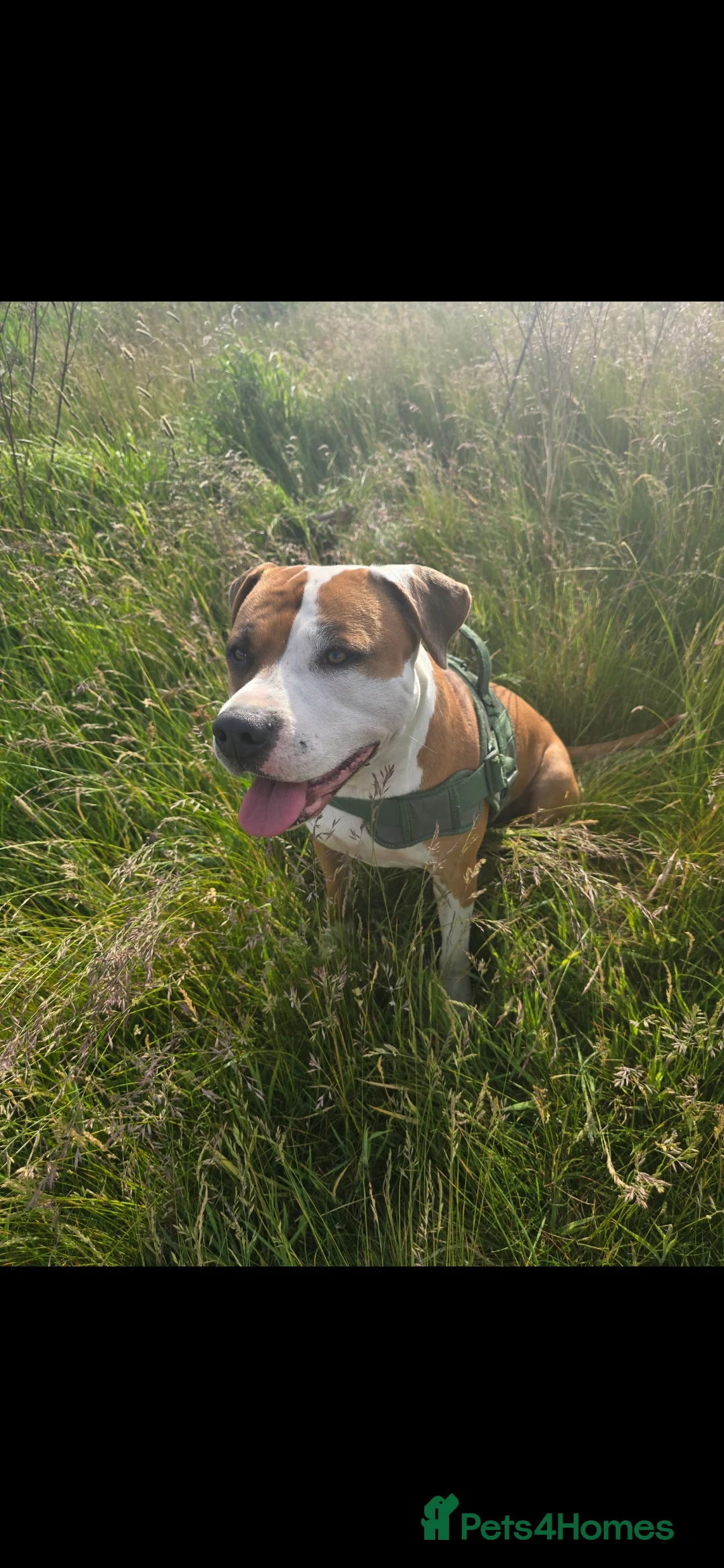 Mixed Breed dogs for sale: Beautiful mixed staffy age 3 - Advert 10