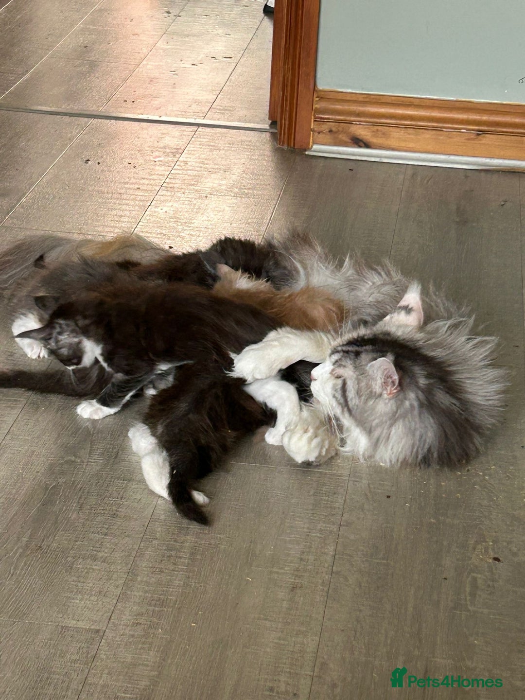 Maine Coon cats for sale: 4 LEFT! Tica registered non active mainecoons - Image 9