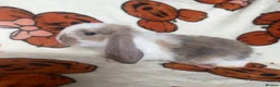 French Lop rabbits for sale: Giant French lop rabbits 3 left  - Advert 9