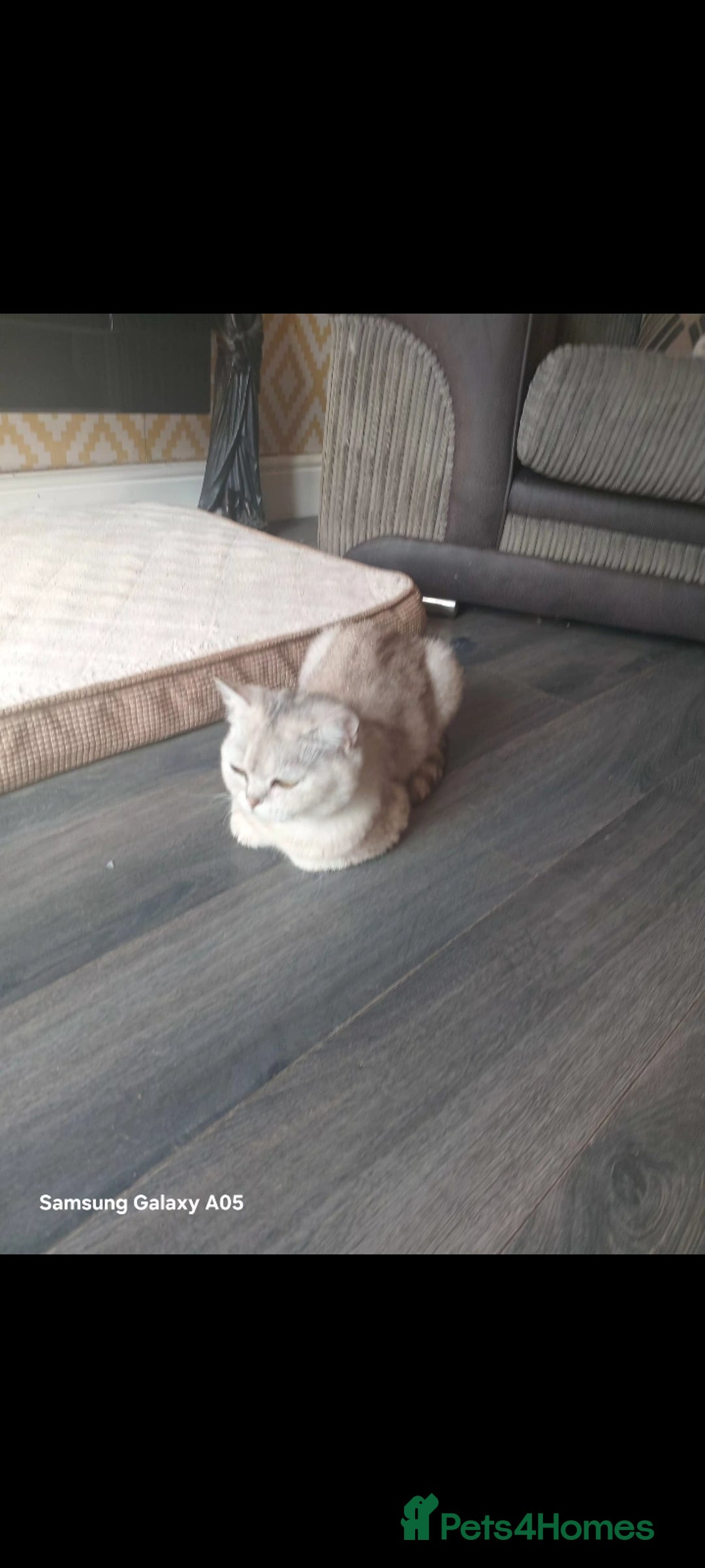 British Shorthair cats for sale: British short-hair kittens - Image 12