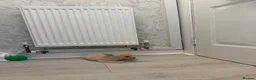 Pomchi dogs for sale: Pomeranian/chihuahua micro pups in Birmingham - Advert 7