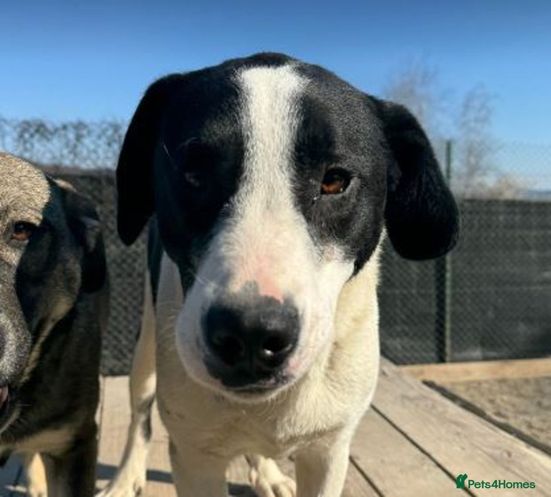 Mixed Breed dogs for adoption: LUCA – TWO YEARS WAITING FOR SOMEONE TO CARE 🐾 - Image 8