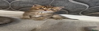 British Shorthair Kitten 1