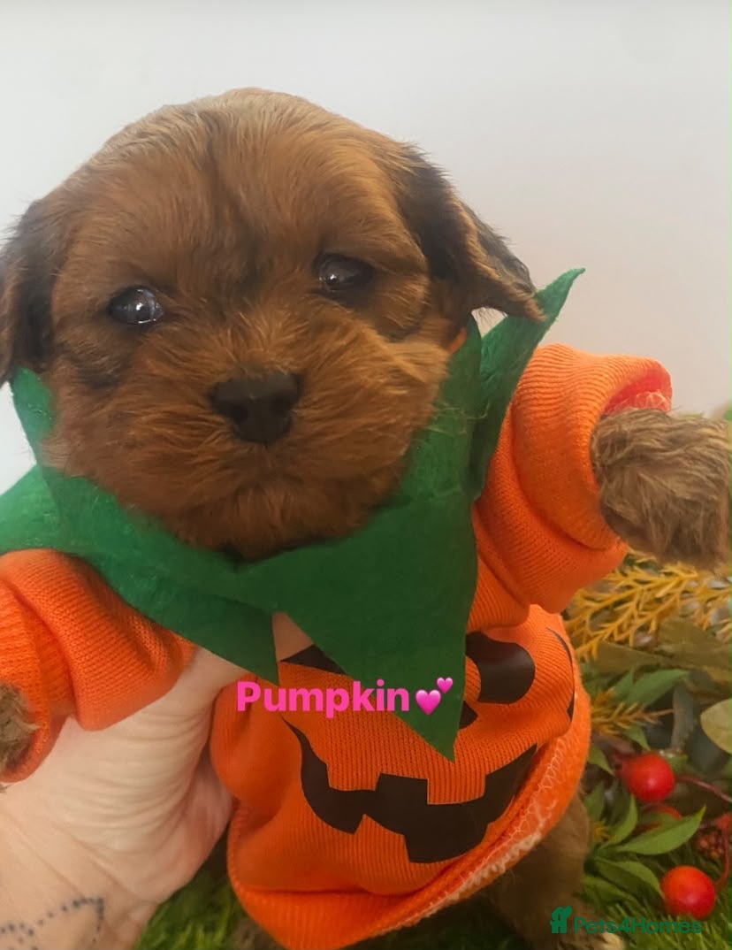 Cavapoo dogs F1 toy cavapoo puppies  - Advert 1
