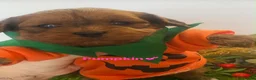 Cavapoo dogs for sale: F1 toy cavapoo puppies  - Advert 4