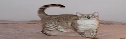 Bengal cats for sale: Retired Queen Looking for a Loving Home - Advert 1