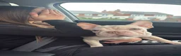 French Bulldog dogs for sale: French bulldog 1 year old bitch  in Grantham - Advert 7