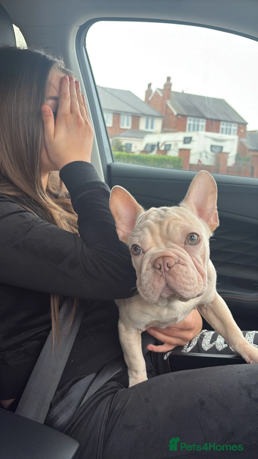 French Bulldog dogs for sale: French bulldog 1 year old bitch  in Grantham - Advert 7