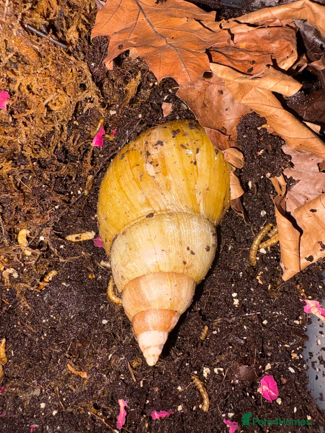Snails invertebrates for sale: Giant African Land Snail  - Advert 4