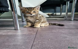 Bengal cats for sale: Bengal tabby mix kittens - Image 10