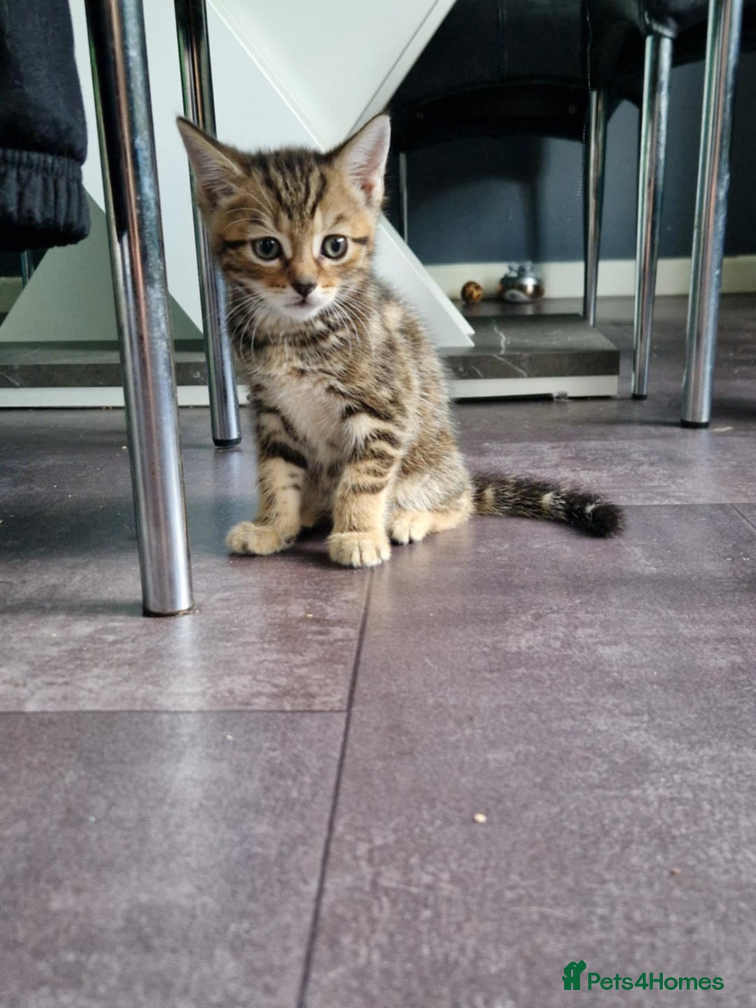 Bengal cats for sale: Bengal tabby mix kittens - Image 10