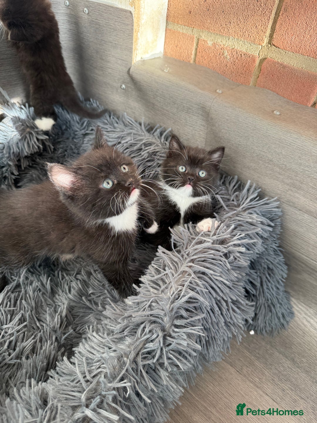 Mixed Breed cats for sale: 5 Beautiful kittens for sale  - Advert 14