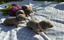 Miniature Dachshund dogs for sale: Miniature Dachshund (Isabella Tan line) - Image 2