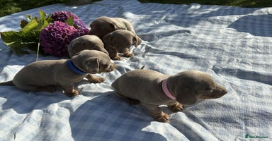 Miniature Dachshund dogs - Advert 13