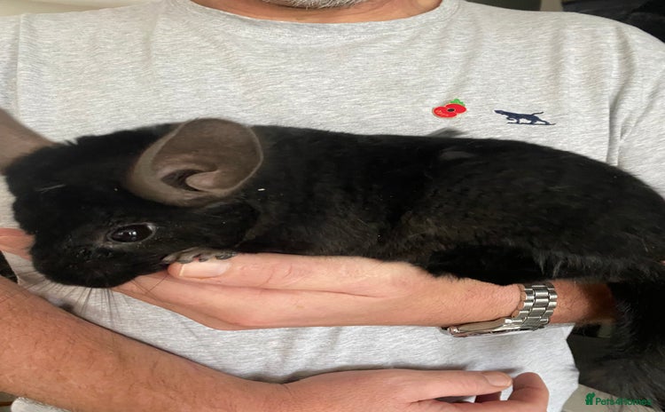 Chinchilla rodents - Advert 1