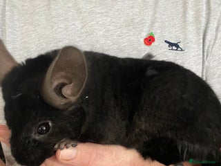 Chinchilla rodents - Advert 27