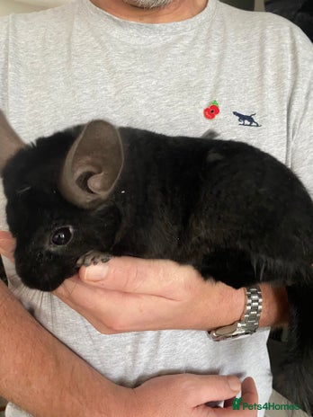 Chinchilla rodents - Advert 2