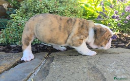 English Bulldog dogs for sale: Stunning English Bulldog Puppies  - Image 12