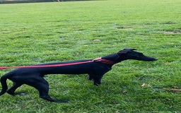 Lurcher dogs for sale: 6 month old lurcher pup - Image 2