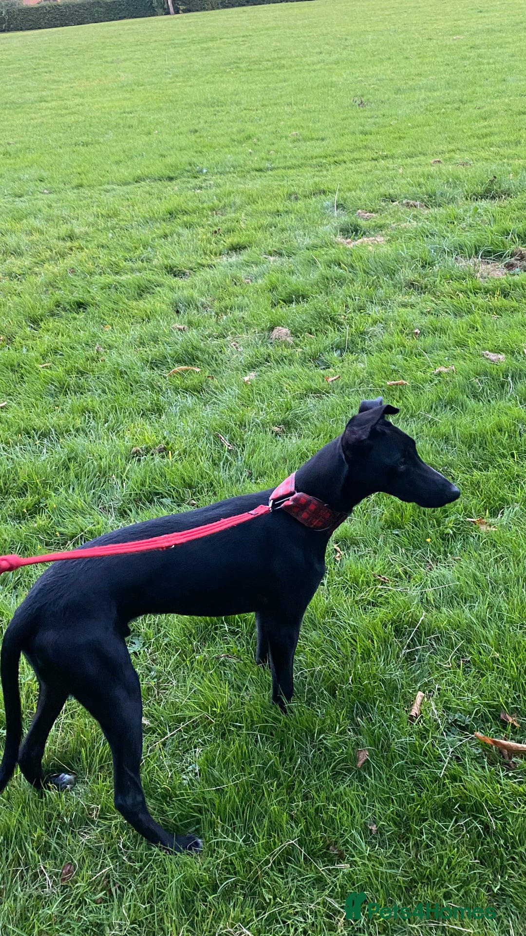 Lurcher dogs for sale: 6 month old lurcher pup - Image 2