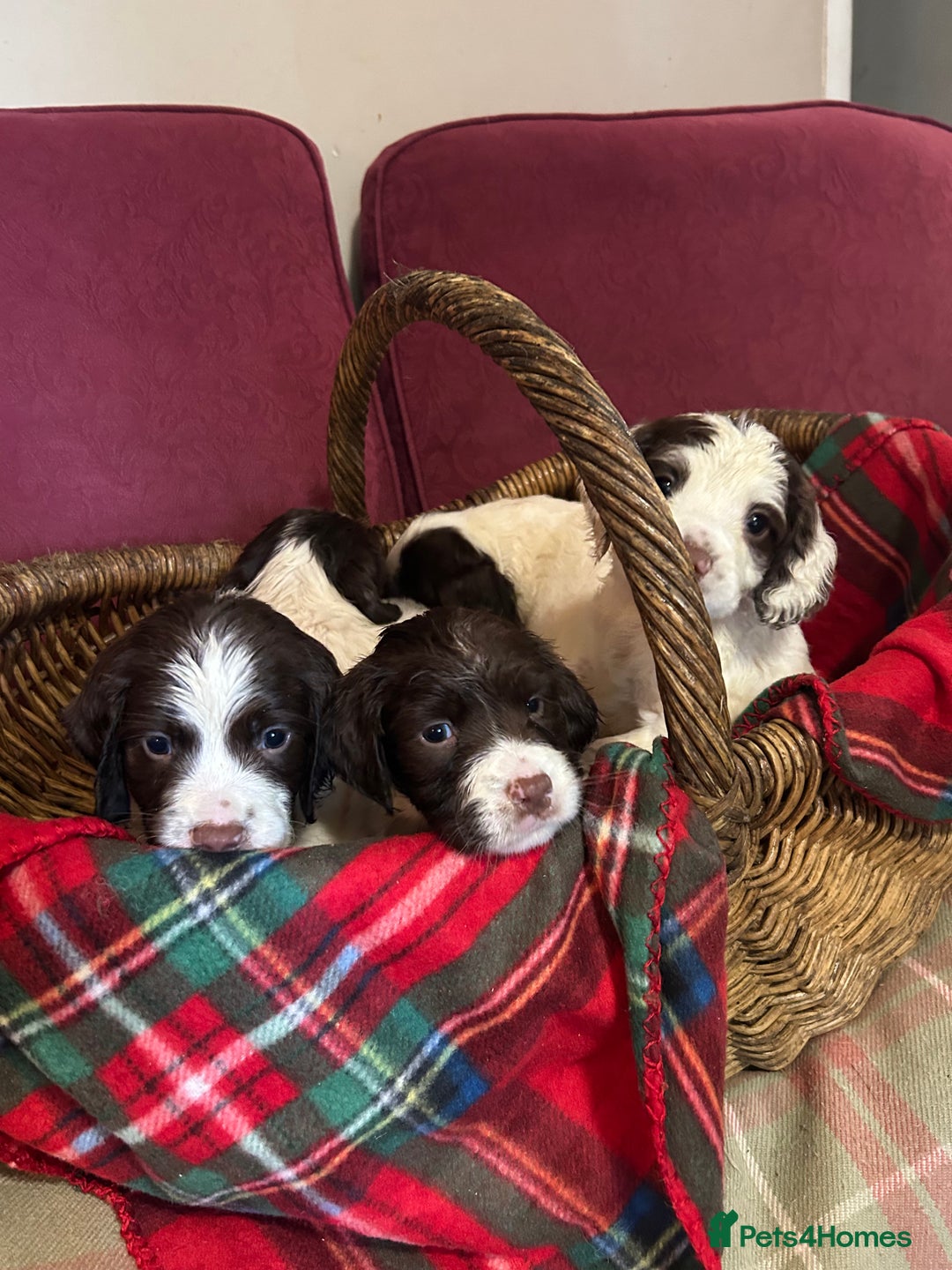 English Springer Spaniel dogs for sale: Stunning English springer spaniel  - Image 12