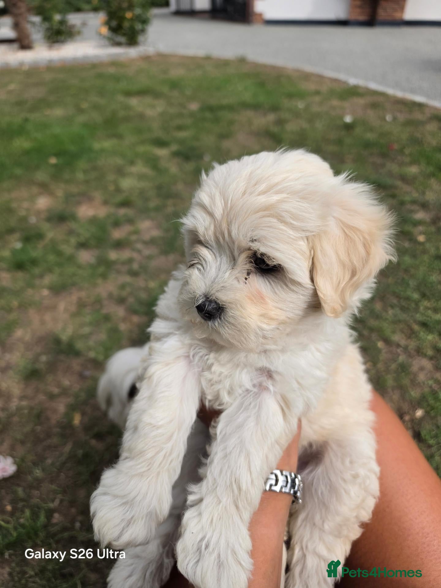 Mixed Breed dogs Bichon  - Advert 3