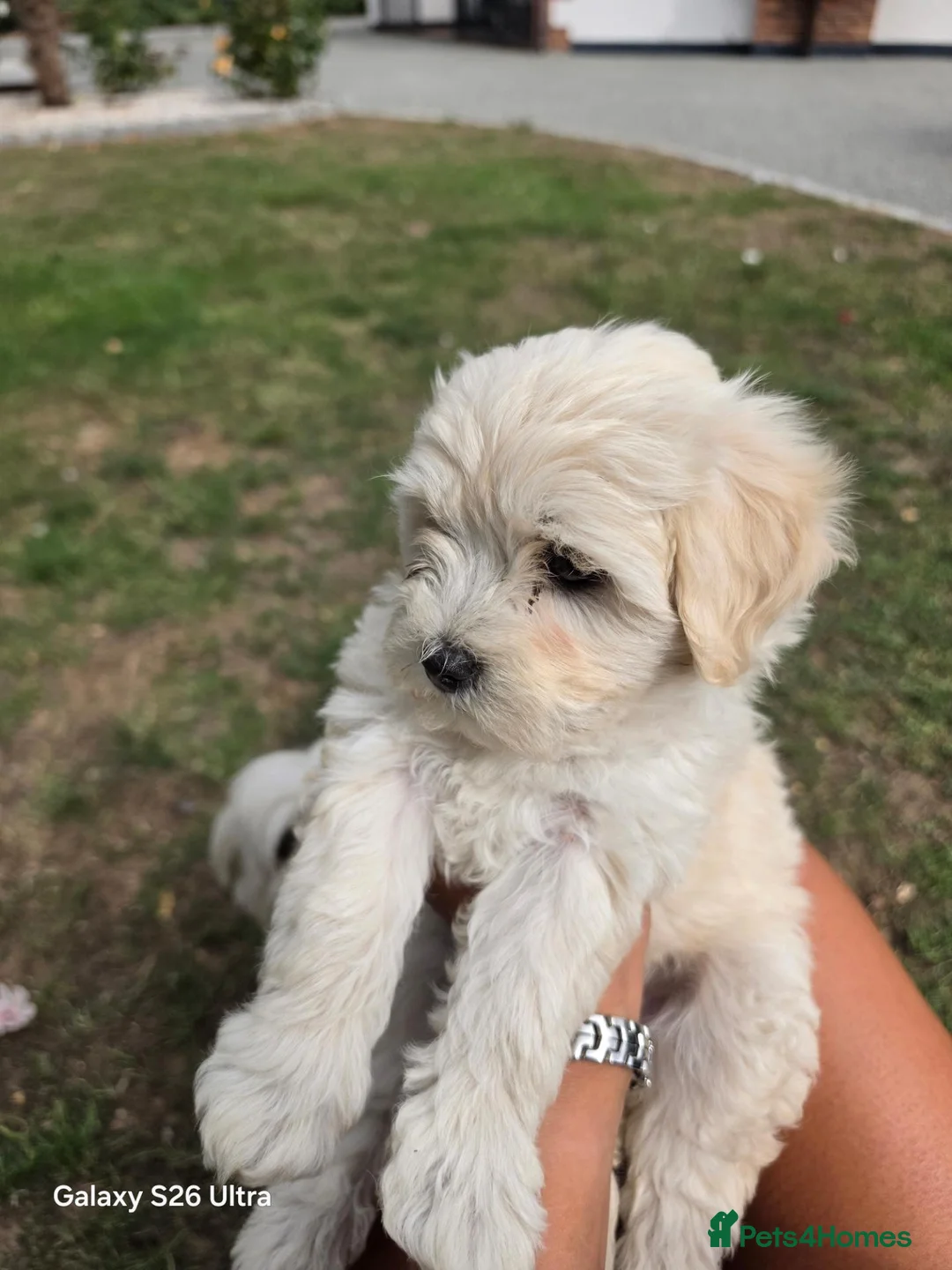 Mixed Breed dogs for sale: Bichon  in Brentwood - Advert 1