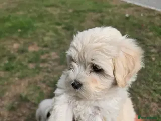 Mixed Breed dogs Bichon Frise - Advert 5