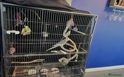 Budgerigars birds for sale: Cocktail and budgies - Advert 2