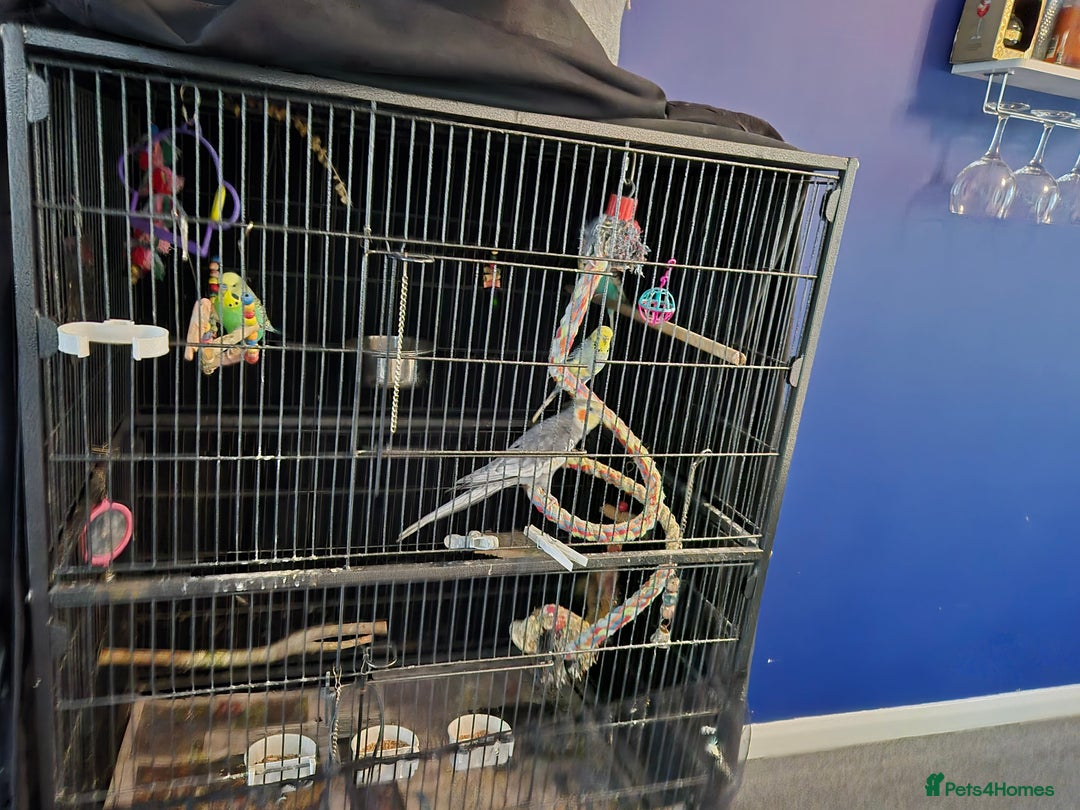 Budgerigars birds for sale: Cocktail and budgies - Advert 2